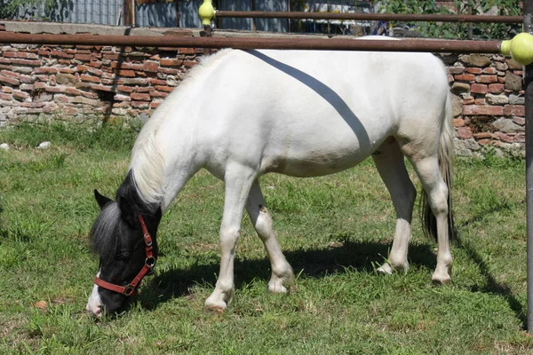 Açık havada Tuscany'de otlatma at  