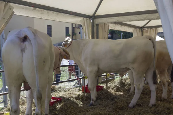 Chianina kor i ett staket i sommarsäsongen i Toscana, Italien — Stockfoto