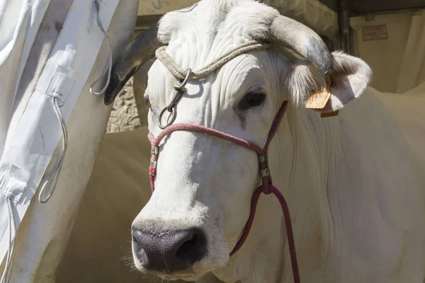 Крупный план коровьего лица — стоковое фото