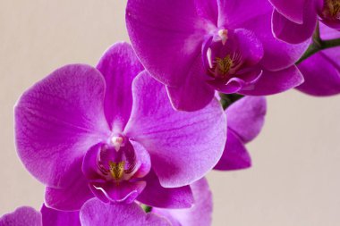 Pembe bir orkide çiçeğine yaklaş. 