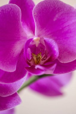 Pembe bir orkide çiçeğine yaklaş. 