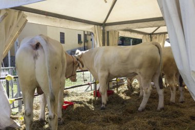 Bir çit yaz sezonu Chianina inekleri 