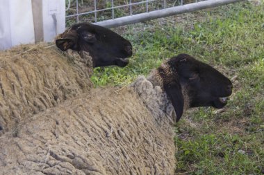 İki koyun afarm Toskana yere oturmak 
