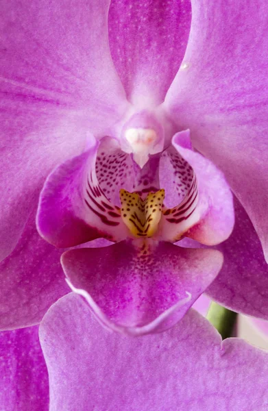 Закрыть орхидею — стоковое фото