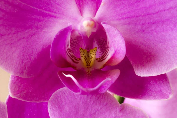 Bir orkide çiçeğine yaklaş 