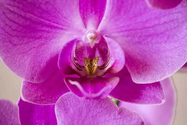 Pembe bir orkide çiçeğine yaklaş. 