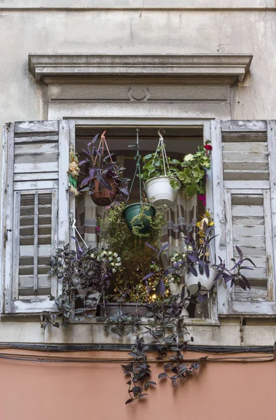 Split Croatia August 2017 Old Window Decorated Hang Flowers Split — Stock Photo, Image