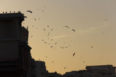 Dubai 'de kuşlar gün batımında uçuyor