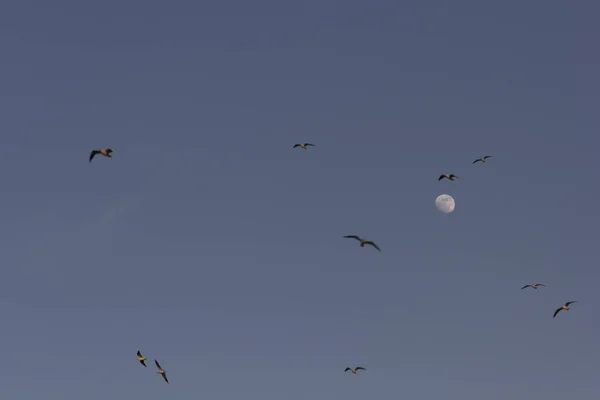 Oiseaux Volant Dans Ciel Avec Lune — Photo