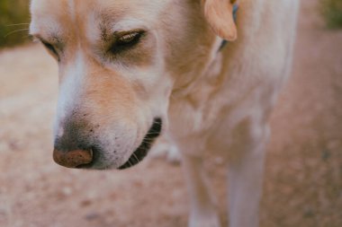 Üzgün köpek yere bakıyor.