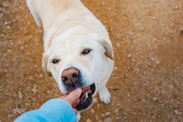 Köpek sahibinin eliyle besleniyor.