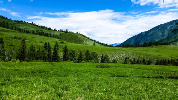 Живописный Зеленый Луг Горах Алтая — стоковое фото