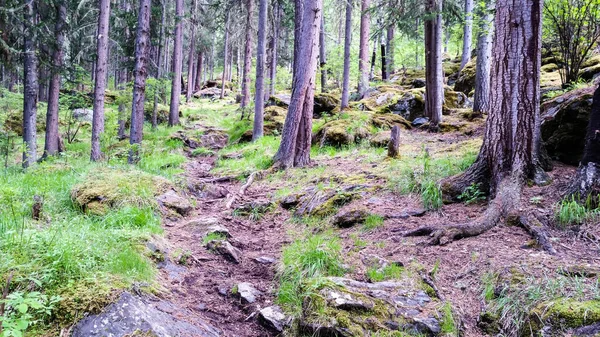 Spur Wald Den Bergen — Stockfoto
