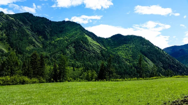 Зеленый Луг Горах Алтая — стоковое фото