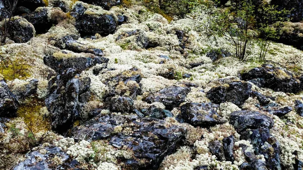 Piedras Cubiertas Musgo Altai —  Fotos de Stock