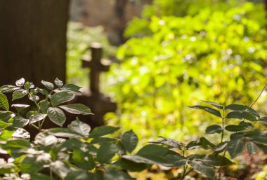 Doğal yeşil arka plan ve mezarlıkta katolik haç.