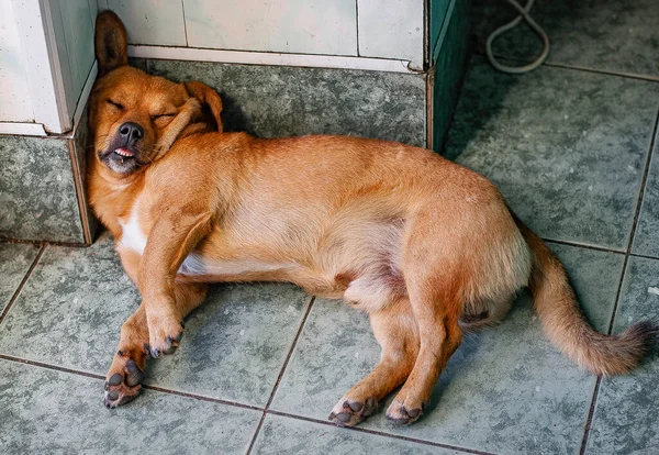 ginger stray animal dog sleeping with funny face