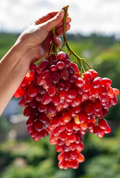 Natural Background Female Hand Beautiful Bunch Ripe Wine Grapes — Stock Photo, Image
