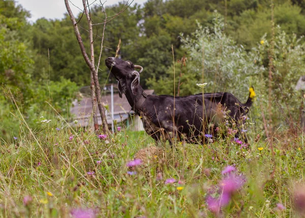 Naturalne Letnie Tło Czarną Kozą Farmie — Zdjęcie stockowe