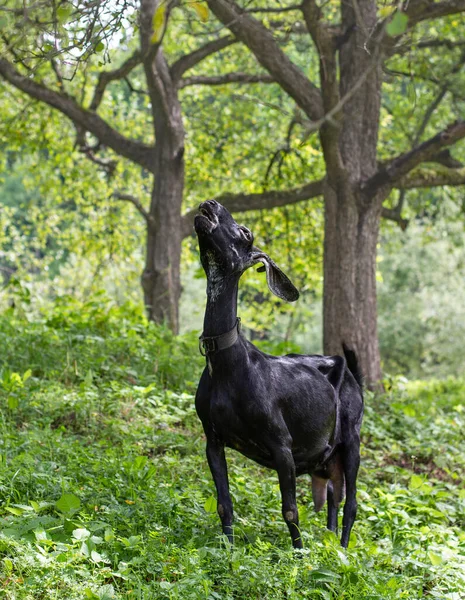 black goat howls like a wolf, calls for a farmer