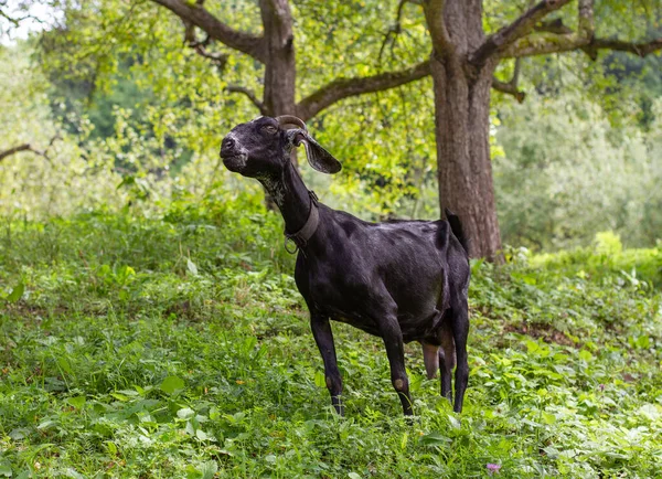 Cabra Negra Divertida Está Debajo Árbol Hierba —  Fotos de Stock