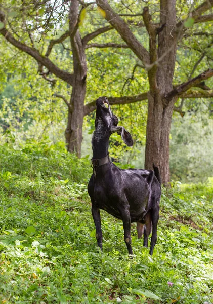 Schwarze Ziege Garten Kaut Einen Apfel — Stockfoto