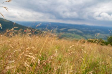 Doğal yaz arkaplanı: çimenler rüzgarda sallanıyor dağların ve gökyüzünün arka planında