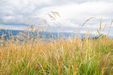 Dağların, gökyüzünün ve kabloların arka planında yumuşak yaz çimenleri