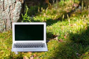 Ormanda bir ağacın altında dizüstü bilgisayar açmak. iş seyahati için mobil internet.