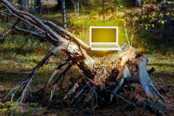 shining in the sun open laptop snag in the forest. internet for business travel freelance.