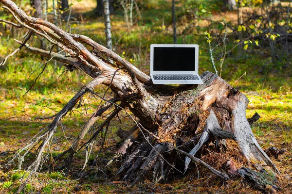 Ormanda dizüstü bilgisayar sorunu. iş seyahatleri için mobil internet. 