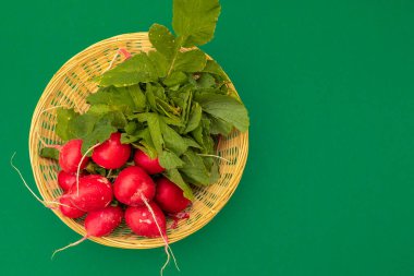 Bir grup organik ev yapımı kırmızı turp. Örgü sepetinde yeşil yapraklar var. Bahçede toplanmış. Organik sebze yetiştirme kavramı. Bahar yeşili arkaplan