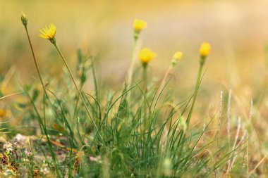 Yellow dandelions in spring on field. Soft focus. Meadow of wild yellow flowers background. Floral spring abstract background with place for text. Environmentalism. Escape to solitude. Positive thinking. Mental health. Selective focus
