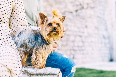 York portresi ve metin için yer. Küçük, güzel, safkan Yorkshire Teriyeri 'nin, kameraya bakan kadın sahibinin yanında durması. Mutlu bir hayat. Çocuksuz bir çift. Şirin köpek. Yorkshire köpeği.