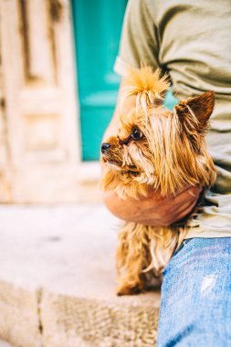 Safkan şirin Yorkshire teriyeri erkeklerin elinde. Fotokopi alanı olan Yorkshire 'lı küçük köpek yavrusu. Sevimli hayvan konsepti. Mutlu bir hayat. Babalar günün kutlu olsun.