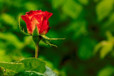 Kırmızı gül makrosu. Arka planda koyu yeşil yapraklar açan büyük yağmur damlaları olan kırmızı ve sarı bir gülü kapatın. Yağmur damlalı koyu yeşil bir yaprak. Doğal yeşil desenli arka plan