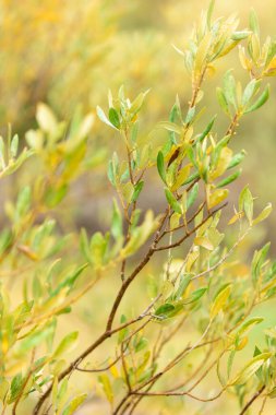 Seçici odak noktası ve güneş ışığıyla dolu zeytin dalları. Doğal güneşli tarımsal gıda geçmişi. Pozitif güneşli bir arka plan. Biyolojik sağlıklı gıda konsepti. Atmosferik bahar arkaplanı.