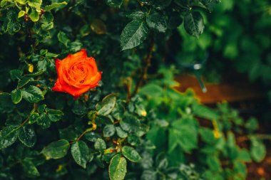 Kırmızı gül makrosu. Kırmızı ve koyu yeşil yaprakları kapatın. Arka planda yağmur damlaları olan koyu yeşil bir yaprak. Fotokopi alanı ile doğal yeşil dokulu arka plan. Bahar geldi. Yağmurdan sonra