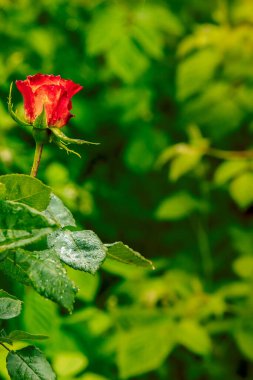 Kırmızı gül ve yeşil bokeh arka plan. Yağmur damlalı koyu yeşil bir yaprak. Fotokopi alanı ile doğal yeşil dokulu arka plan. Bahar geldi. Tazelik. Yeni hayat