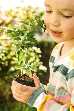 Domates filizi. Küçük kız elinde toprakla domates tohumu tohumu tutuyor. Kendi kendine yetebilirlik kavramı. Küçük yardımcı. Bahçıvanlık konsepti. Geçmiş araştırması. Mutlu çocukluk. Anlamlı bir hayat. Dijital detoksik. Düşük ve dengeli yaşam. Aygıtsız bölge