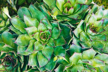 Bahçede yetişen sulu çiçekleri kapatın. Bahar mevsimi konsepti. Detaylı desenli doğal arka plan. Masraflar. Üst Manzara. Parlak yeşil