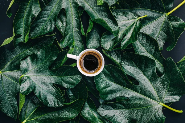 Coffee time. Coffee and dark green leaves on black background with empty space for text.  Foliage. Flat lay. Overhead view. Spring time. Top view