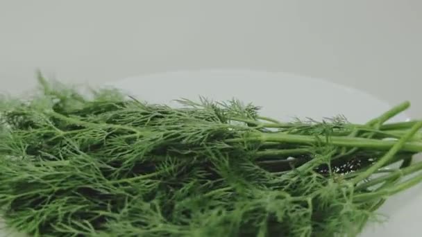 Beyaz bir tabakta bir demet taze yeşil dereotunun dönüşü — Stok video