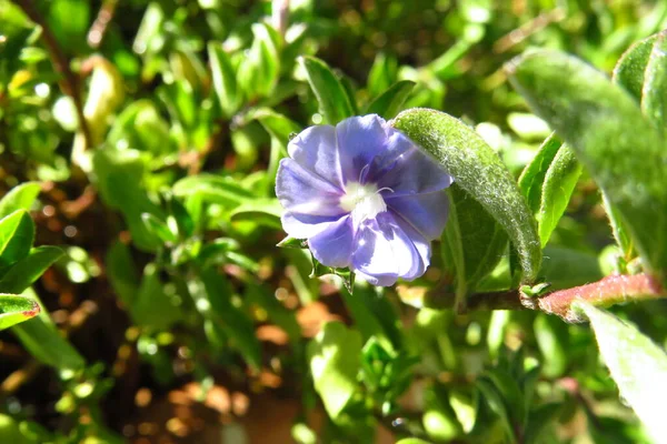 Die Winzige Blüte Der Blue Daze Oder Evolvulus Bodendecker Winterhart — Stockfoto