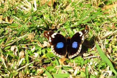        Kuzey Afrika, Güney Afrika 'daki tecrit sırasında parlak mavi benekli güzel bir kelebek fotoğraflandı..