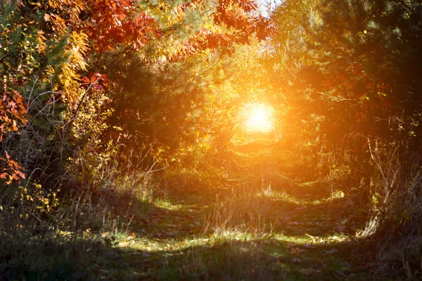 Túnel místico dos ramos na floresta de outono com luz solar — Fotografia de Stock