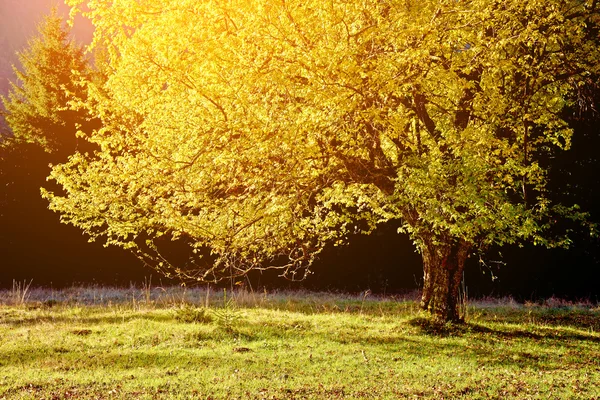 Beautiful landscape with lonely sunlit yellow tree at sunrise (o