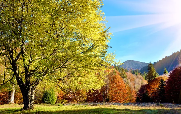 秋の芝生の上のカラフルな木の美しい風景 — ストック写真