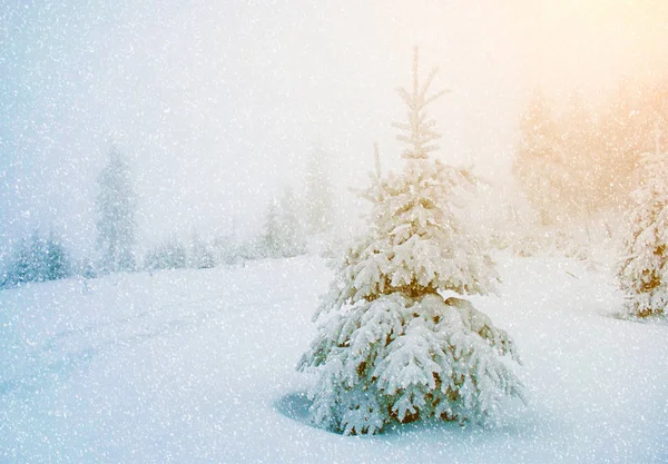 Paesaggio invernale mistico con un albero alla luce del sole durante la nevicata — Foto Stock