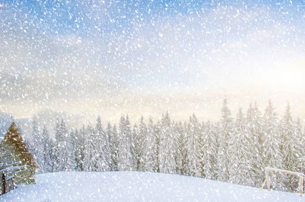 Мистический зимний пейзаж деревьев при солнечном свете во время метели — стоковое фото
